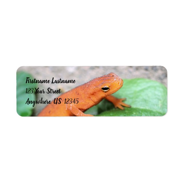 Red Eft Orange Salamander Nature #2 Adresse (Devant)
