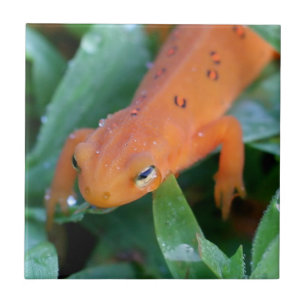 Red Eft Orange Salamander Nature Tile