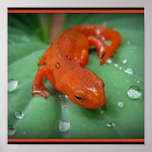 Red Eft