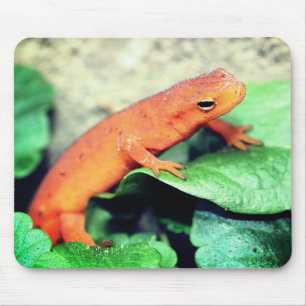 Red Eft Salamander Nature  Mouse Pad