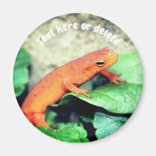 Red Eft Salamander Nature Personalized Magnet