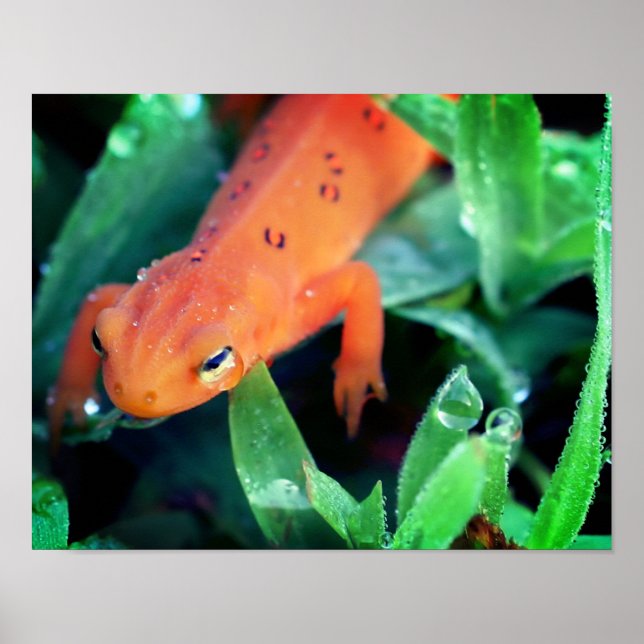 Red Eft Salamander Raindrop On Eye  Poster (Front)