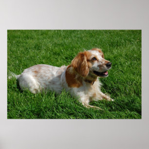 Red English Cocker Spaniel Poster