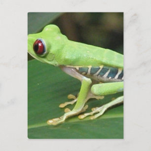 Red Eye Green Tree Frog Postcard