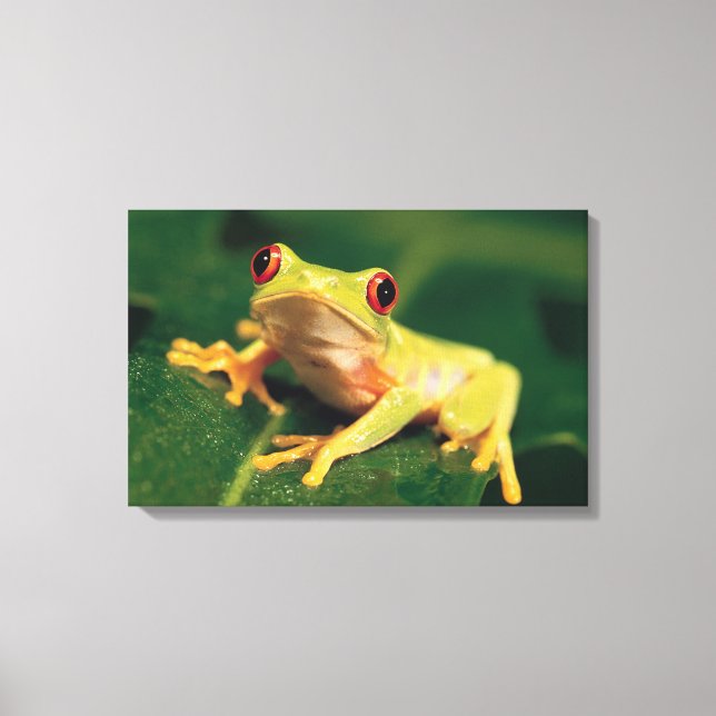 Red eye tree frog canvas print (Front)