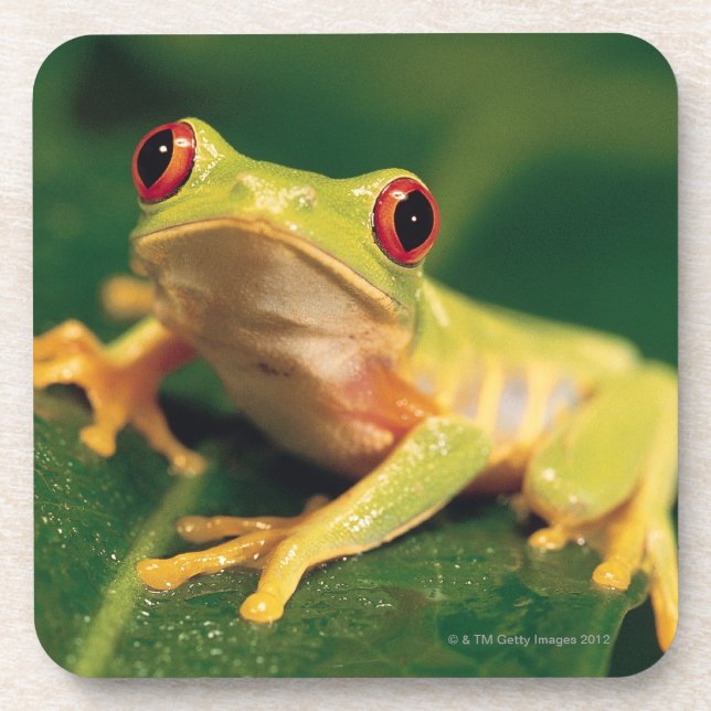 Red eye tree frog coaster (Front)