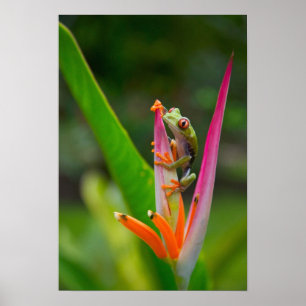 Red-eye tree frog, Costa Rica 2 Poster