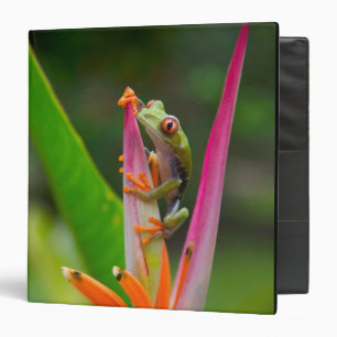 Red-eye tree frog, Costa Rica Binder