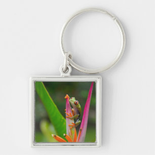 Red-eye tree frog, Costa Rica Keychain