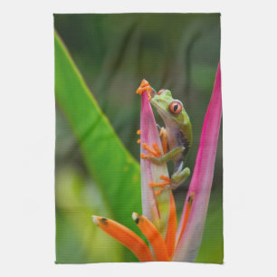 Red-eye tree frog, Costa Rica Kitchen Towel