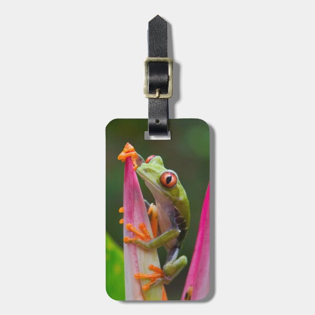 Red-eye tree frog, Costa Rica Luggage Tag (Front Vertical)
