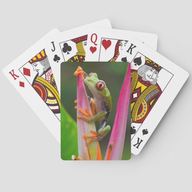 Red-eye tree frog, Costa Rica Playing Cards (Back)