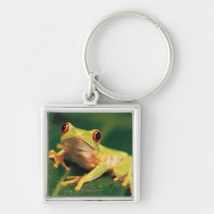 Red eye tree frog keychain