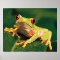 Red eye tree frog