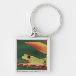 Red eye tree frog sitting on flower keychain