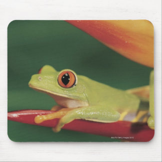 Red eye tree frog sitting on flower mouse pad