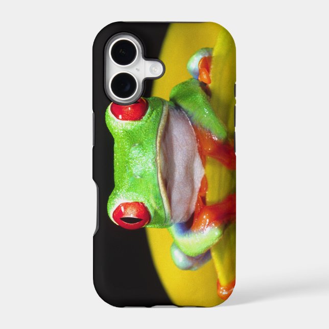 Red Eye Treefrog, Agalychinis callidryas, Native (Back)