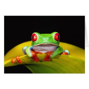 Red Eye Treefrog, Agalychinis callidryas, Native
