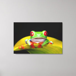 Red Eye Treefrog, Agalychinis callidryas, Native Canvas Print