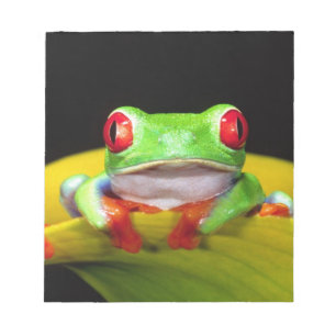 Red Eye Treefrog, Agalychinis callidryas, Native Notepad
