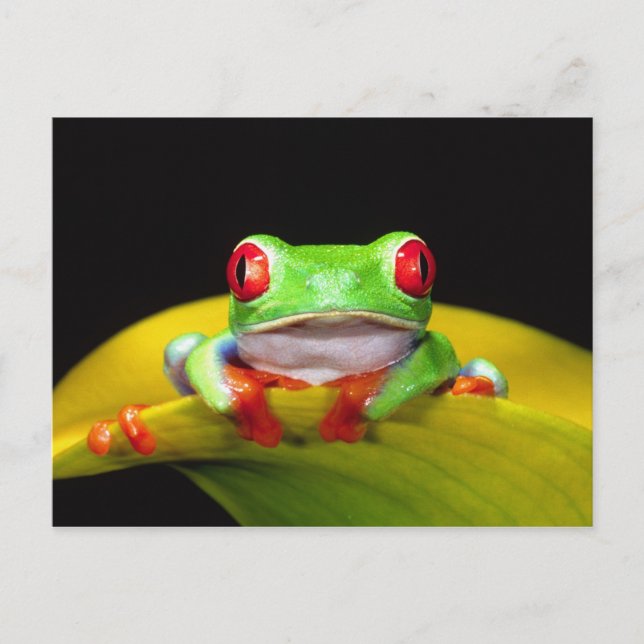 Red Eye Treefrog, Agalychinis callidryas, Native Postcard (Front)