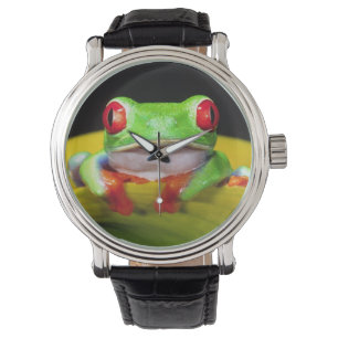Red Eye Treefrog, Agalychinis callidryas, Native Watch