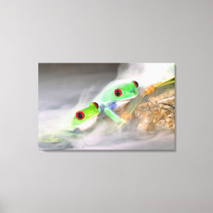 Red Eye Treefrog in the mist, Agalychinis 2 Canvas Print