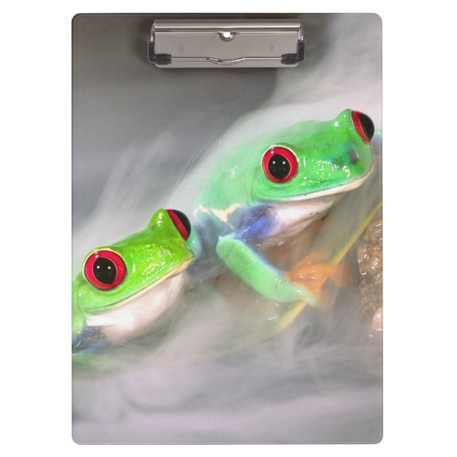 Red Eye Treefrog in the mist, Agalychinis 2 Clipboard (Front)