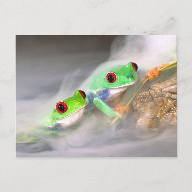 Red Eye Treefrog in the mist, Agalychinis 2 Postcard (Front)