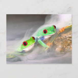 Red Eye Treefrog in the mist, Agalychinis 2 Postcard