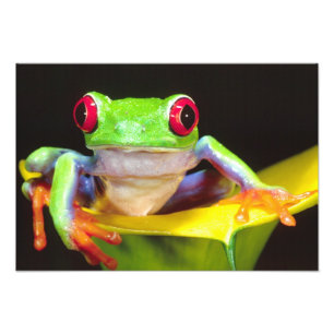 Red Eye Treefrog on a Calla Lily, Agalychnis Photo Print