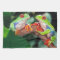 Red Eye Treefrog Pair, Agalychinis callidryas,