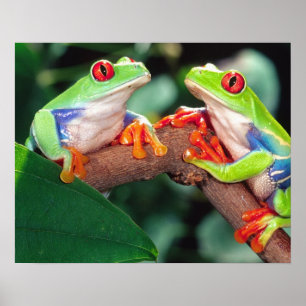 Red Eye Treefrog Pair, Agalychinis callidryas, Poster