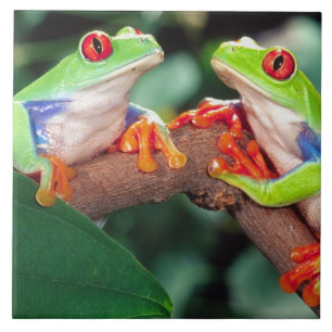 Red Eye Treefrog Pair, Agalychinis callidryas, Tile