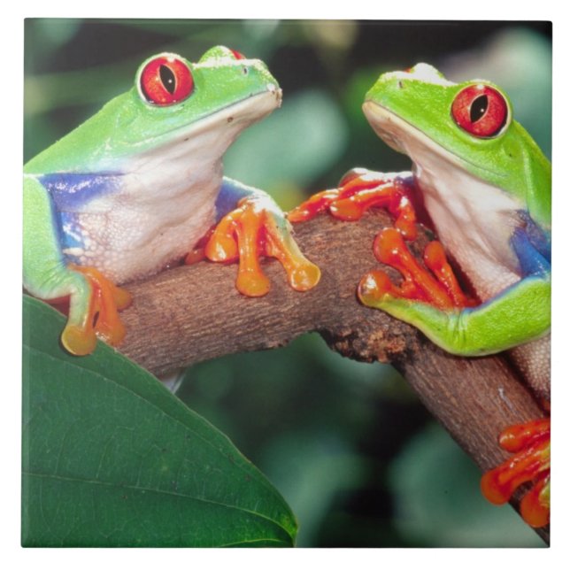 Red Eye Treefrog Pair, Agalychinis callidryas, Tile (Front)