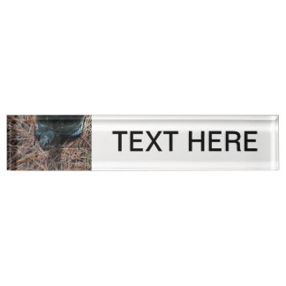 red eyed box turtle reptile animal nameplate
