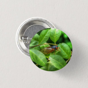 Red Eyed Cicada  1 Inch Round Button