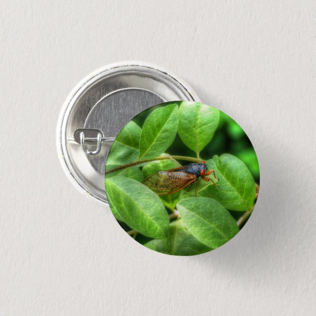 Red Eyed Cicada  1 Inch Round Button (Front & Back)