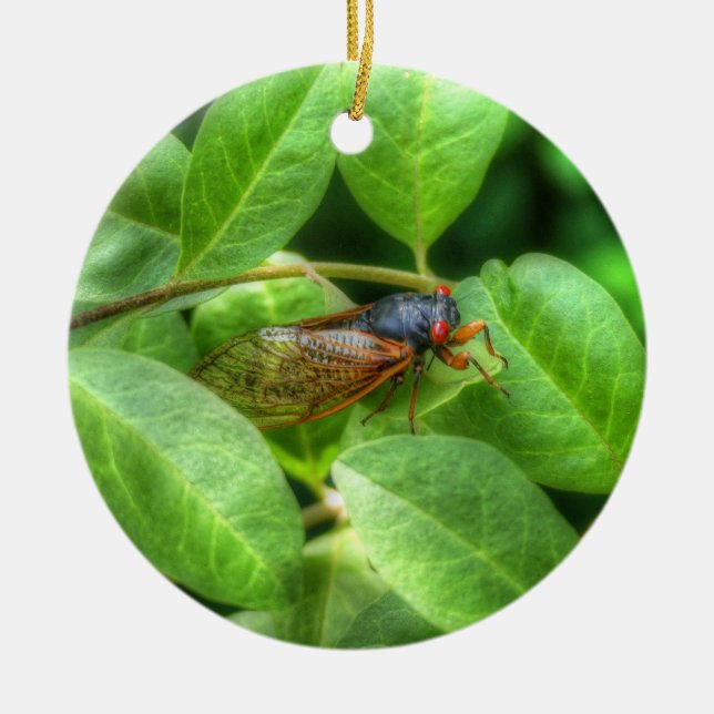 Red Eyed Cicada  Ceramic Ornament (Front)