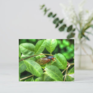 Red Eyed Cicada Folded Greeting Card