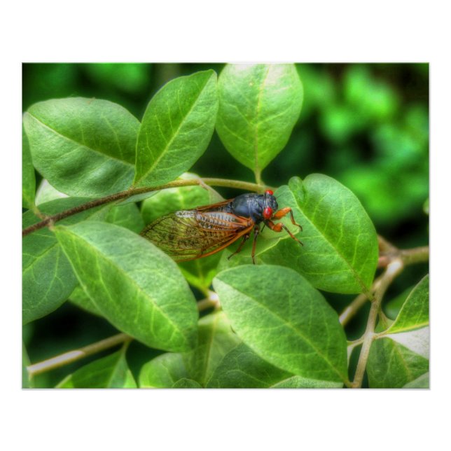 Red Eyed Cicada  Poster (Front)