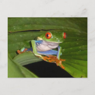 Red Eyed Gaudí Frog DIY Postcard