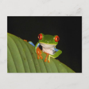 Red Eyed Gaudy Night Frog DIY Postcard