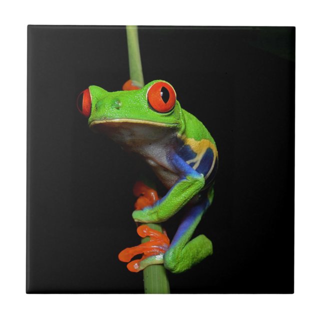 Red Eyed Painted Tree Frog Tile (Front)