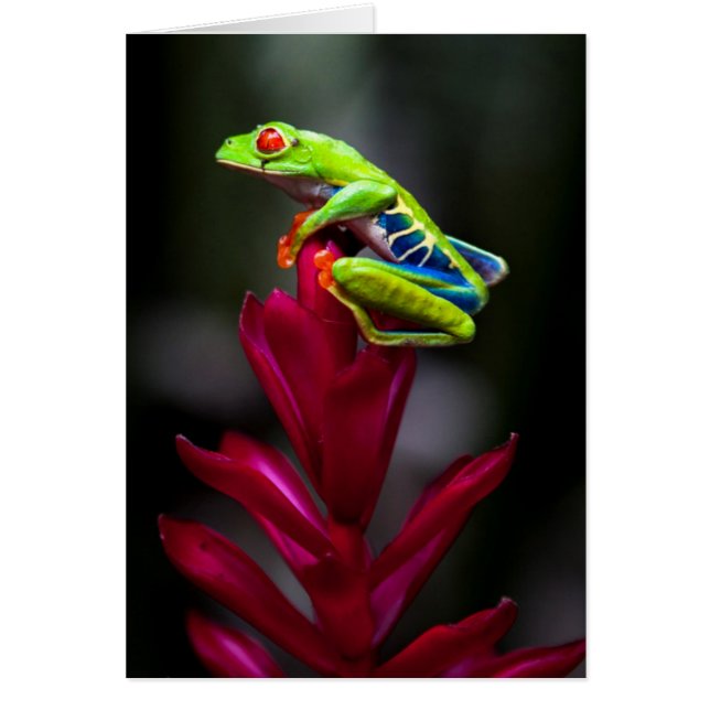 Red-eyed Tree Frog (Front)