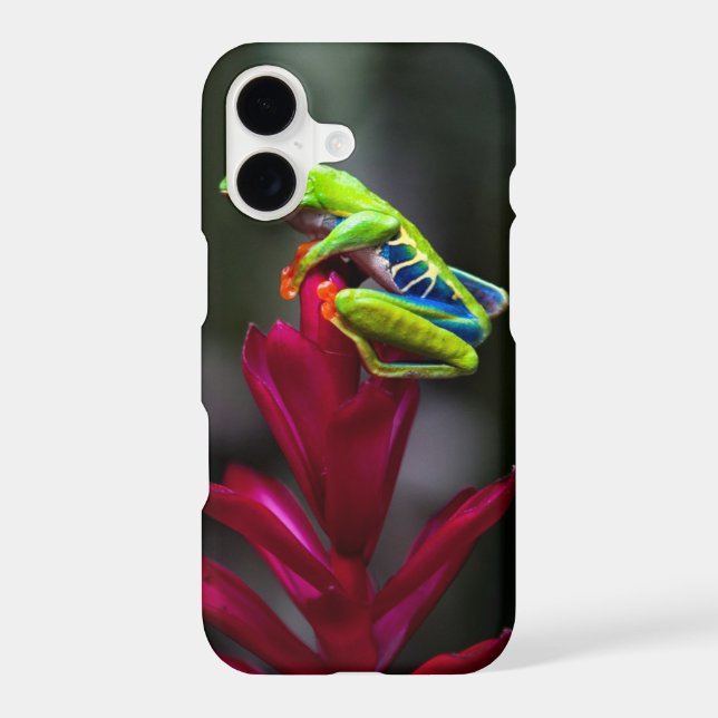 Red-eyed Tree Frog (Back)