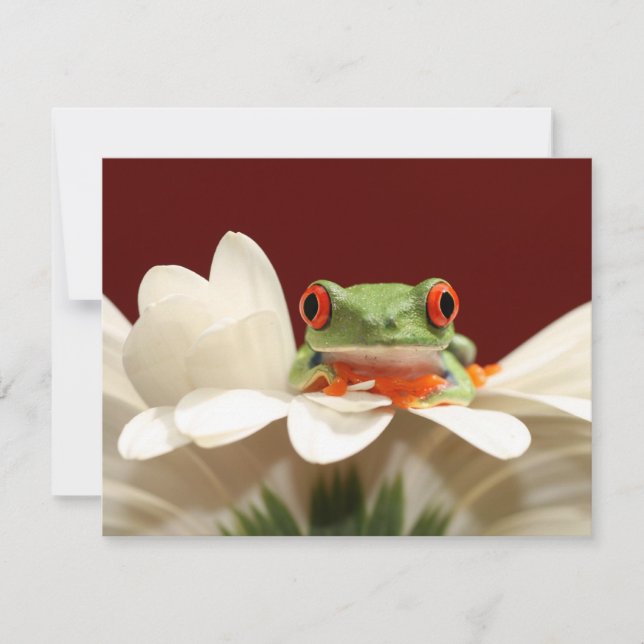 red eyed tree frog (Front)