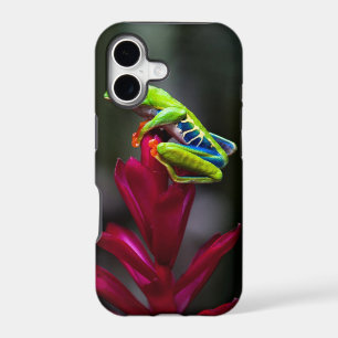 Red-eyed Tree Frog