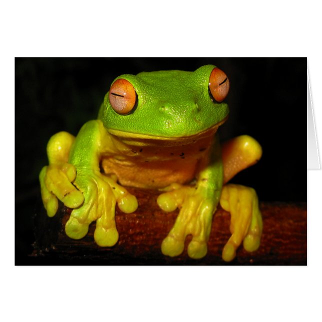 Red Eyed Tree Frog (Front Horizontal)