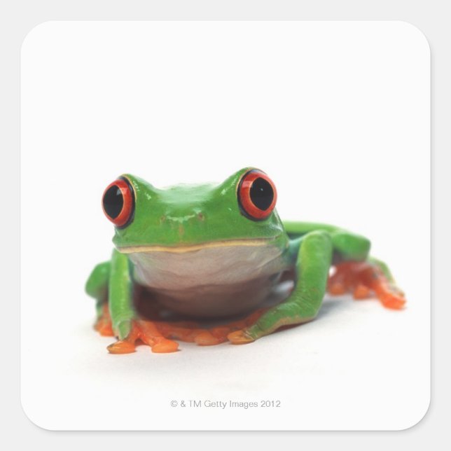 Red eyed tree frog 2 square sticker (Front)